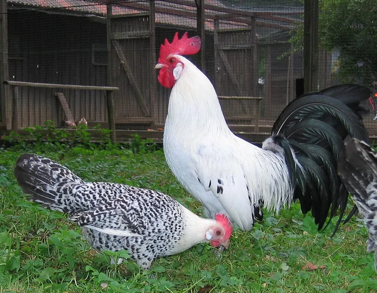 Ostfriesische M&ouml;we