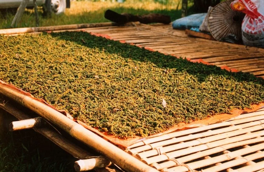 Gewürzindustrie: Pfefferpreis auf Allzeithoch