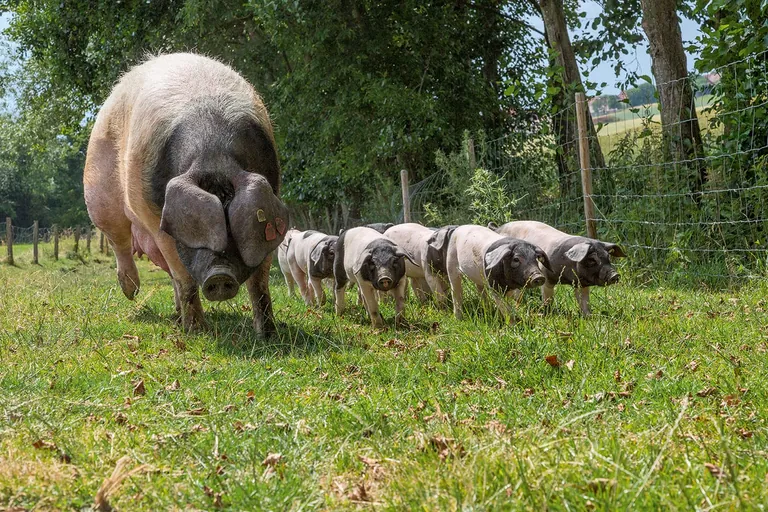 Schwäbisch-hällisches Schwein