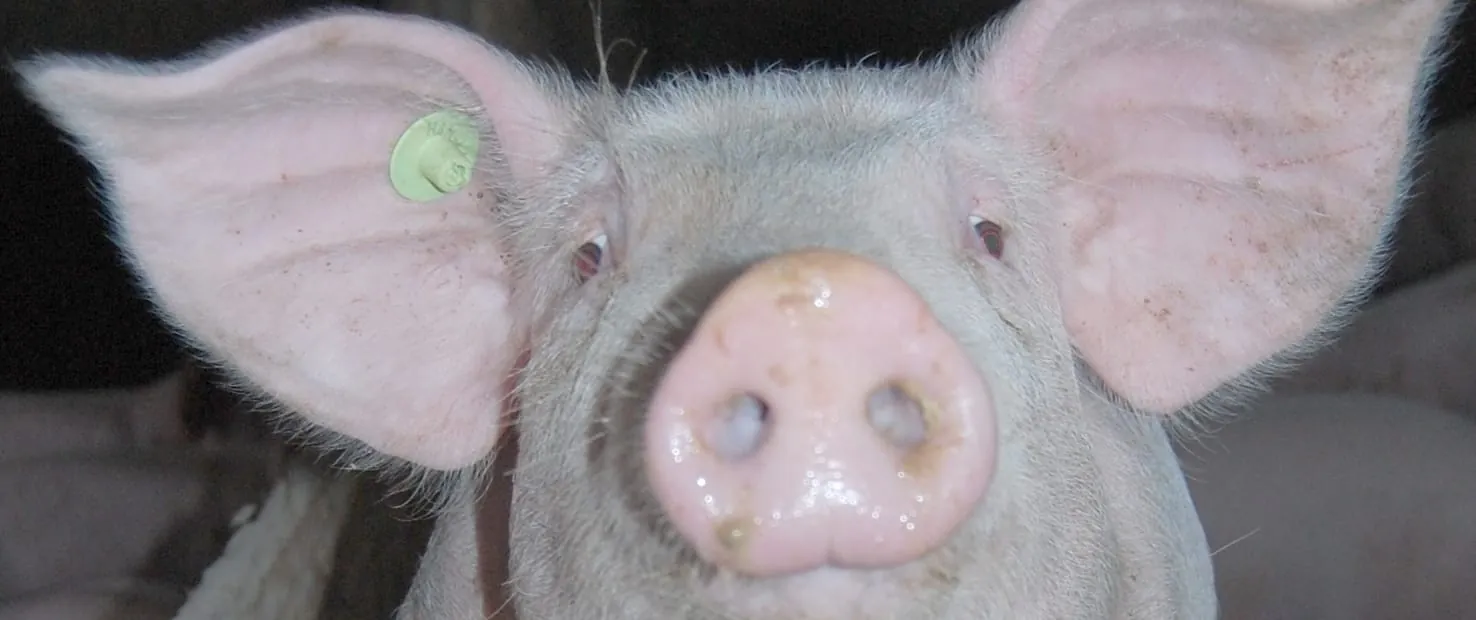 Neues Tierschutzlabel vorgestellt