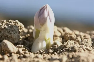Kochschinken f&uuml;r die Spargelzeit
