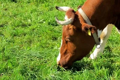 Rückstände im Fleisch