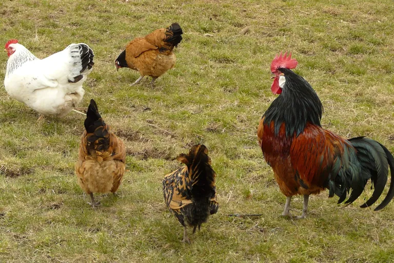 Freilandhaltung nicht optimal