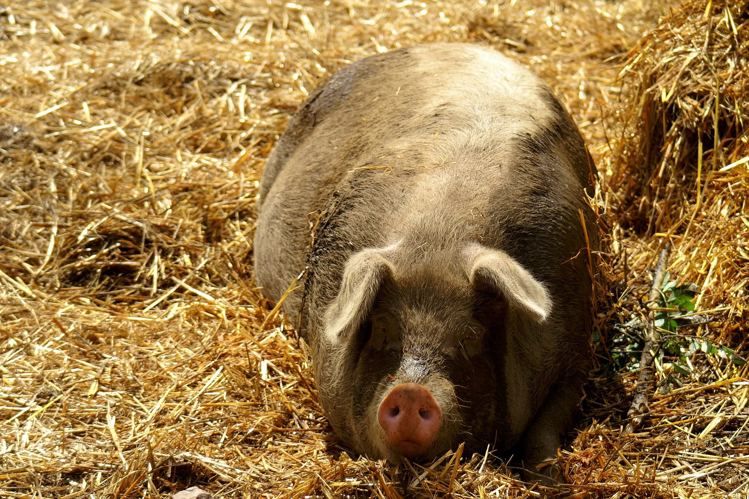 Strengere Regeln für die Erzeugung von Bio-Fleisch