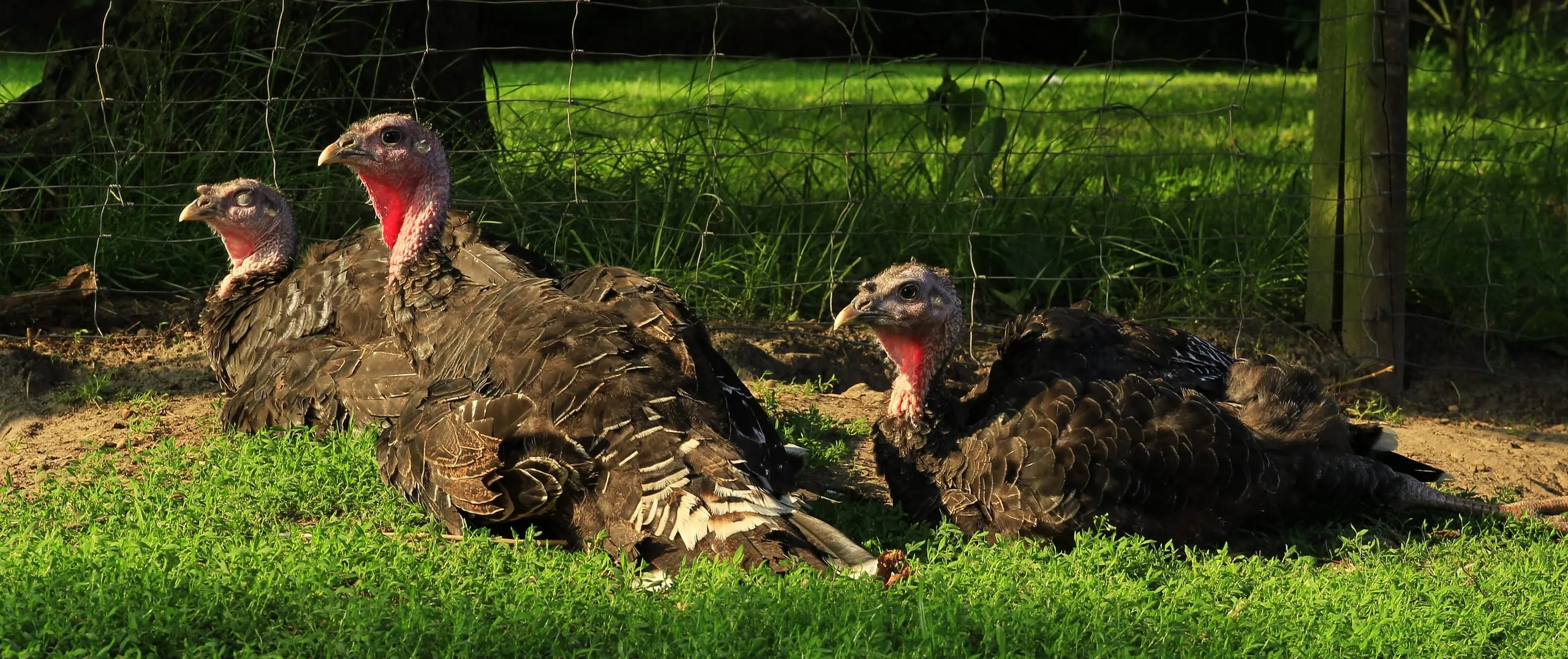 Vorkommen von Zoonoseerregern
