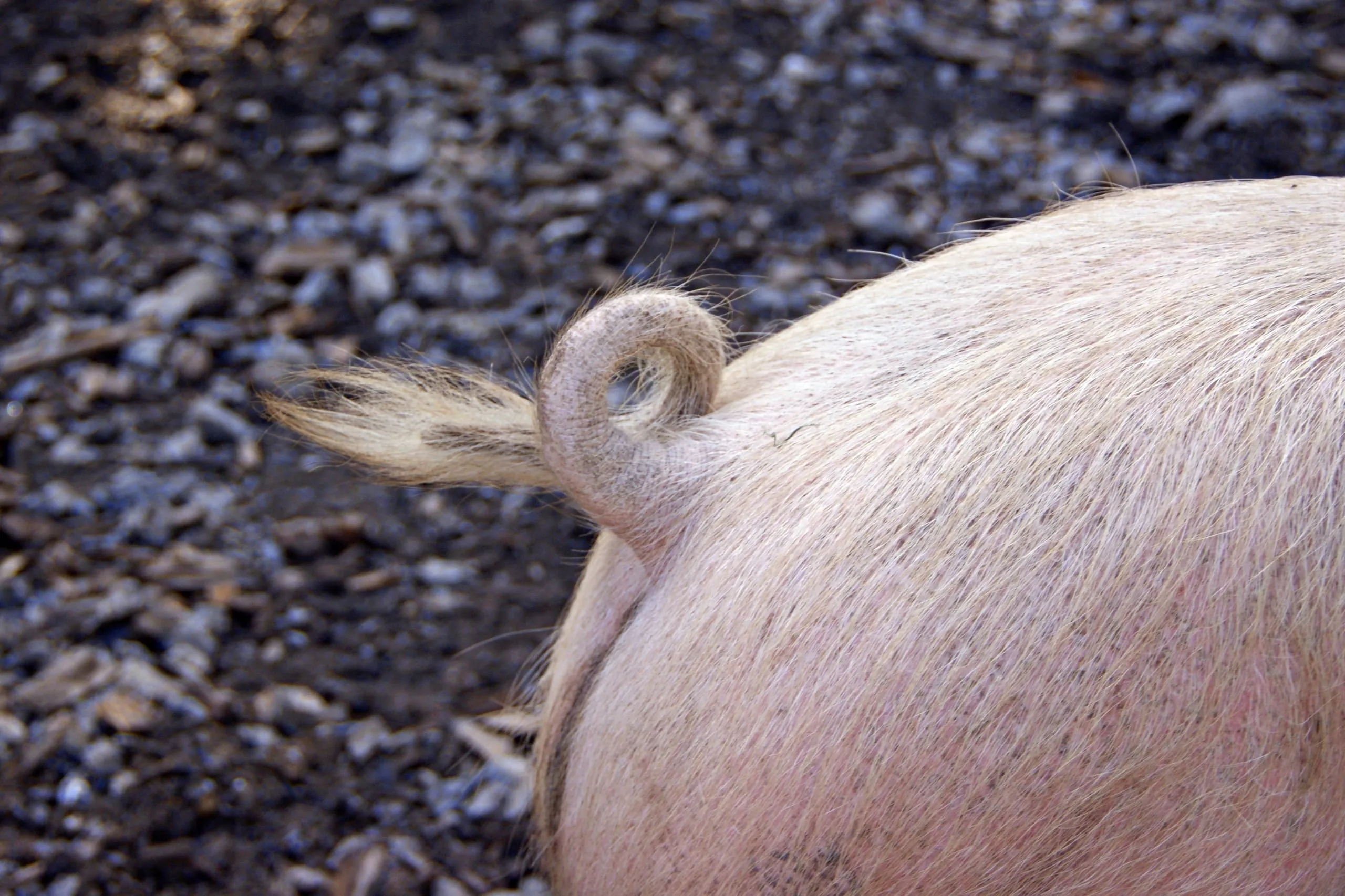 Schweine dürfen wieder Schwanz zeigen