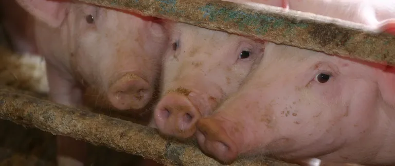 Perspektiven f&uuml;r die Fleischbranche