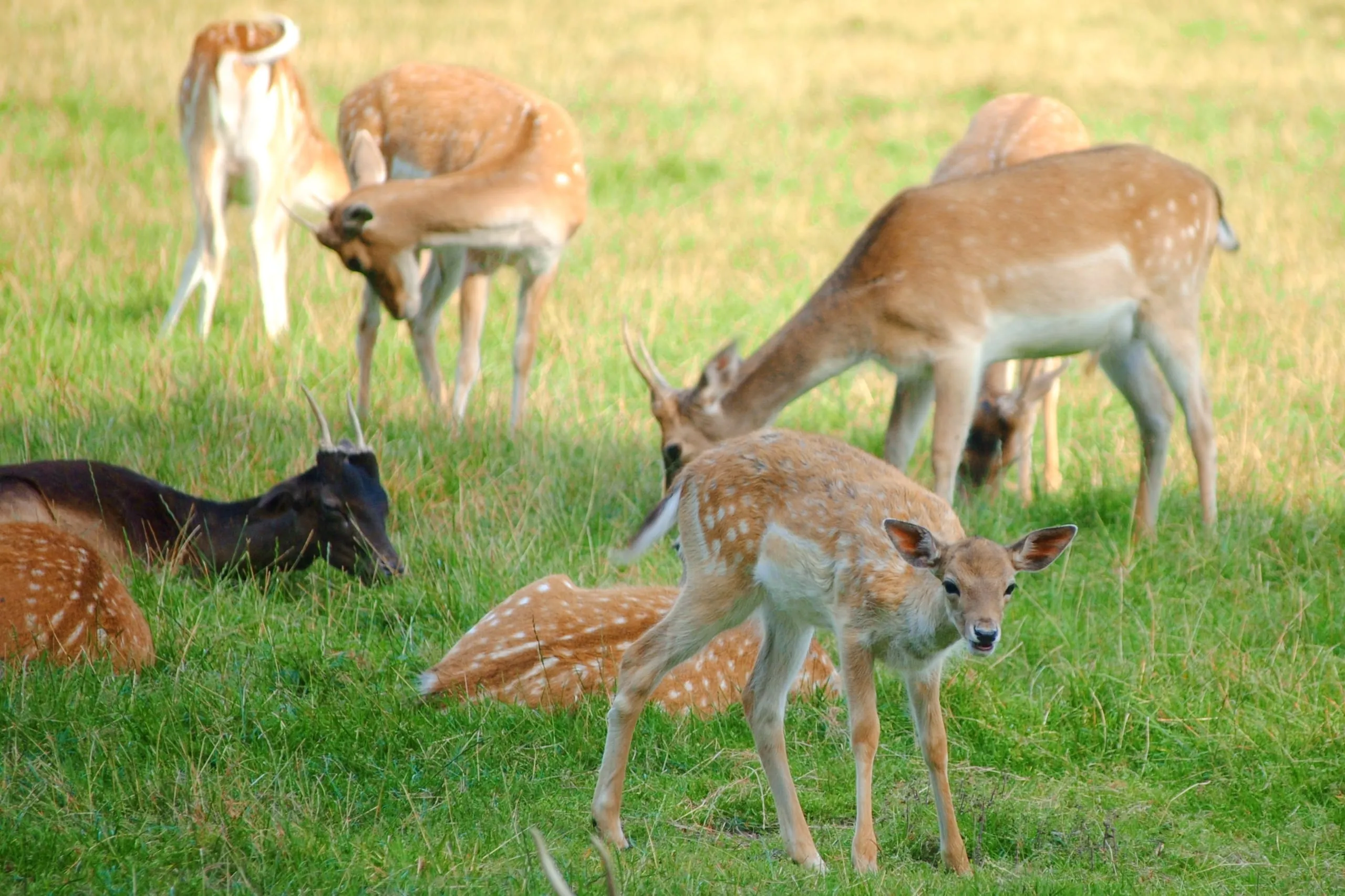 Reh und Hirsch
