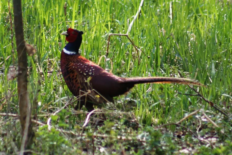 Federwild aus Feld und Flur