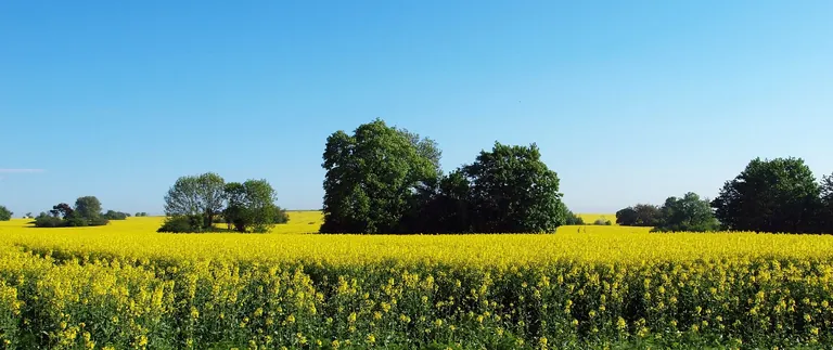 Herausforderung Gentechnik