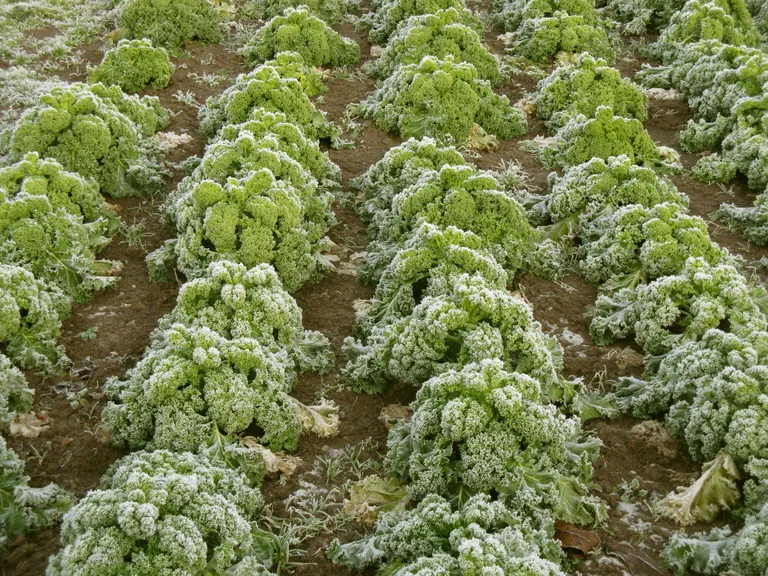 Winterzeit ist Kohlzeit