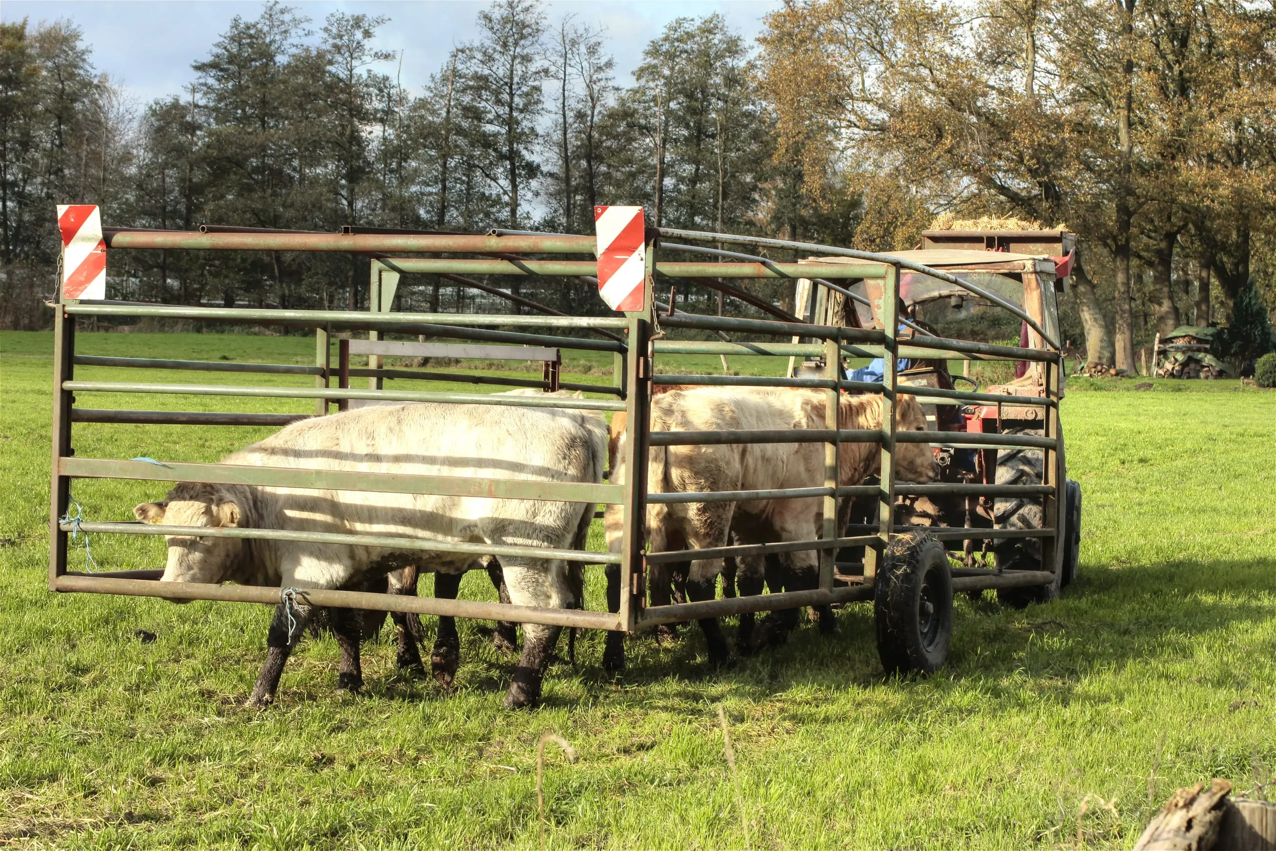 MRSA – Antibiotika und Resistenzen