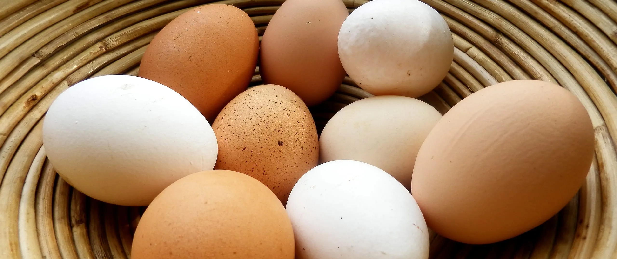 Warum Bio-Eier teurer sein müssen