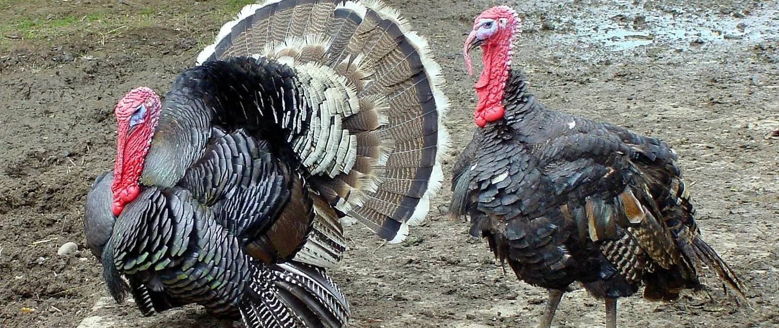 Multiresistente Keime weit verbreitet