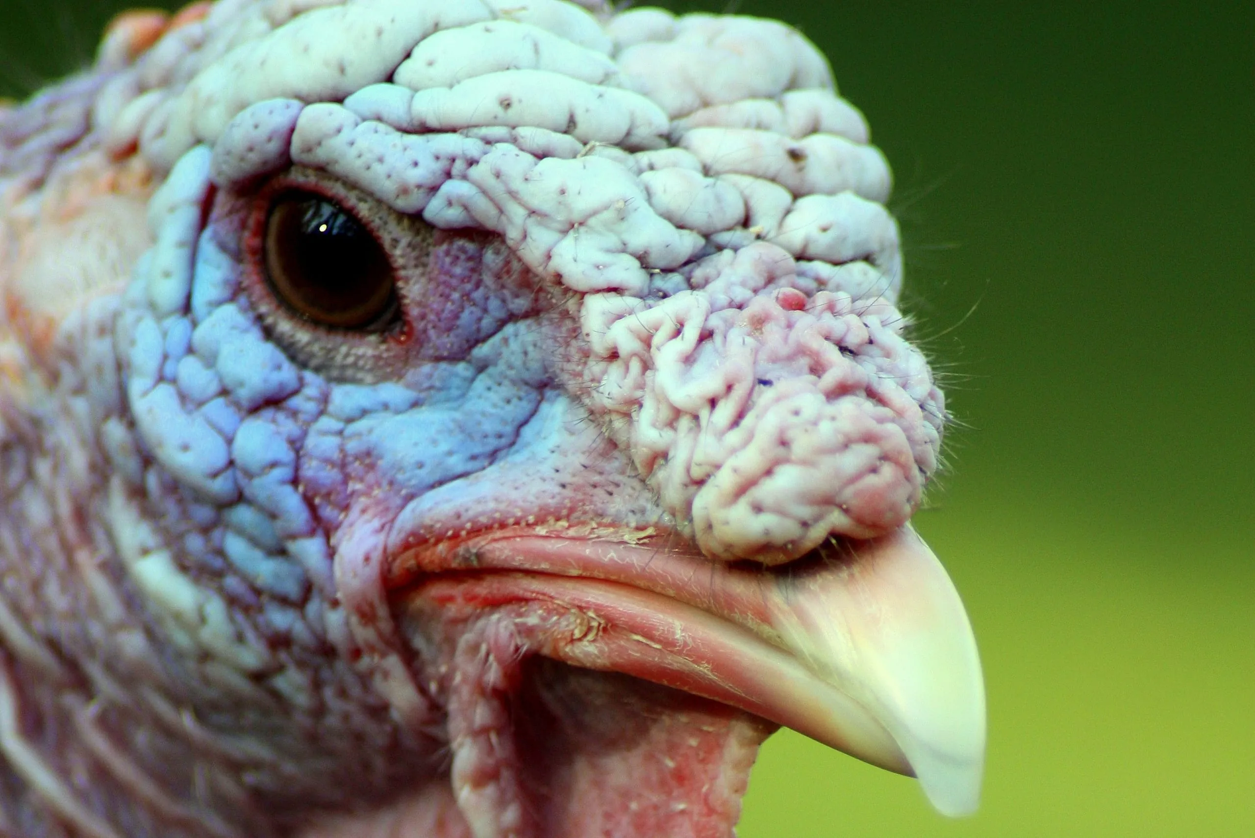 Multiresistente Keime weit verbreitet 2a