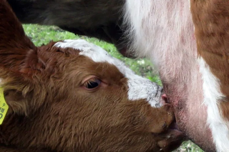 Rindfleisch aus Mutterkuhhaltung