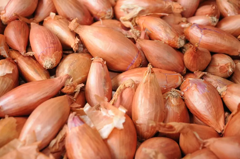 Zwiebeln: Auf die Sorte kommt es an