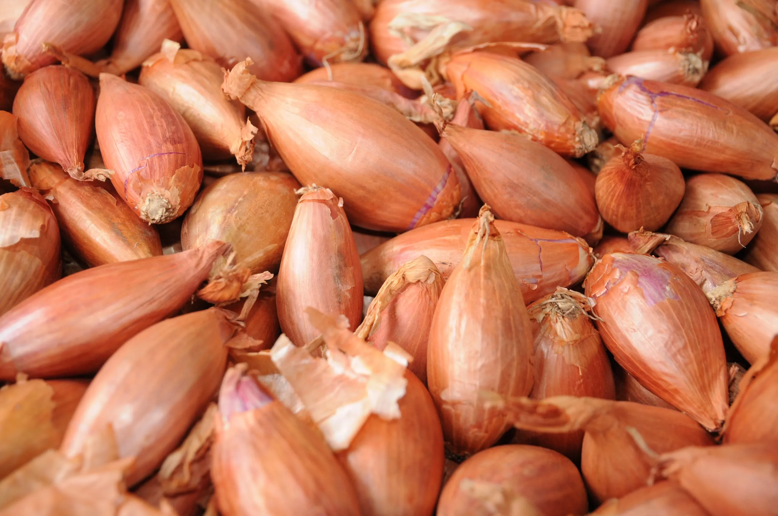 Zwiebeln: Auf die Sorte kommt es an