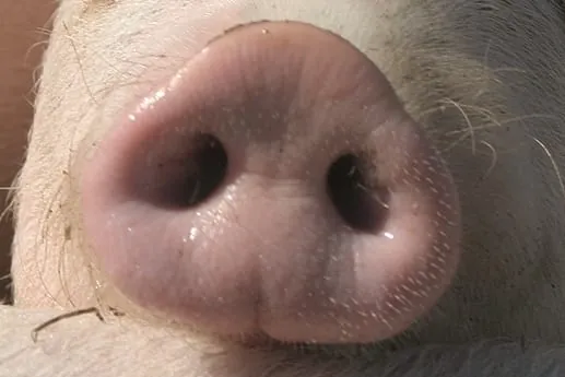 Heimische Rasse vom Aussterben bedroht