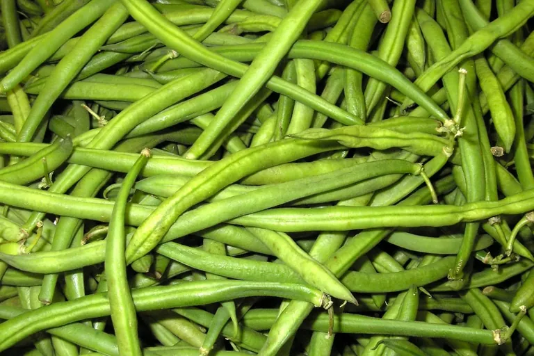 Die vielseitige Bohne