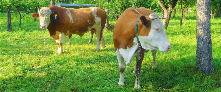 Tierwohl ist ein öffentliches Gut