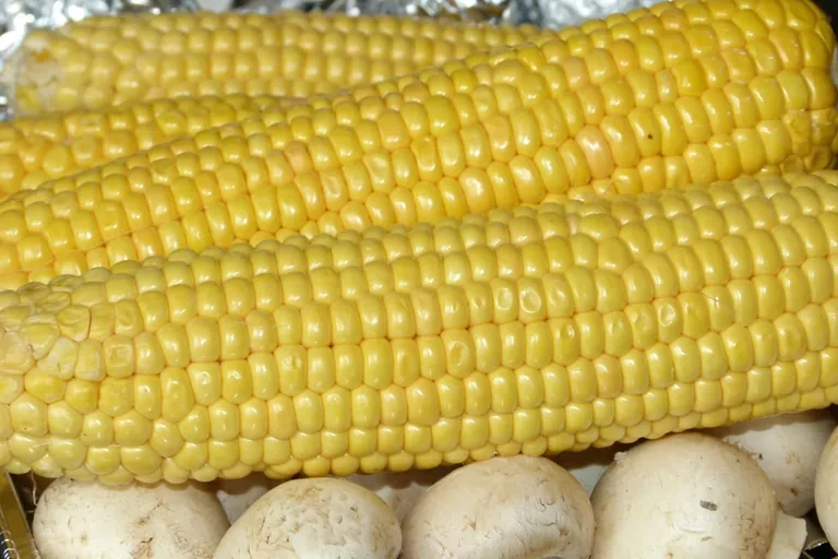 Zuckermais: Roh, gekocht oder vom Grill