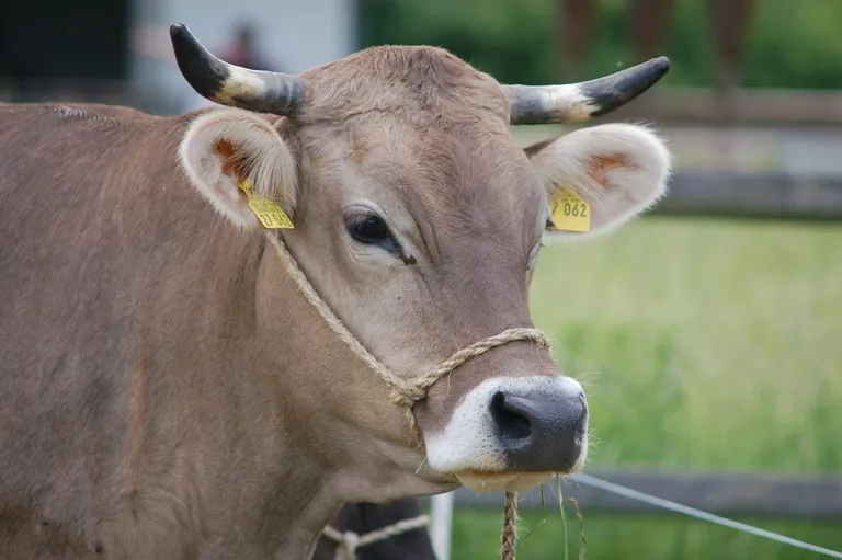 Gefährdete Nutztierrassen