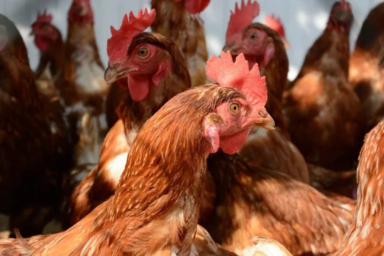 Geflügelhaltung Alaun