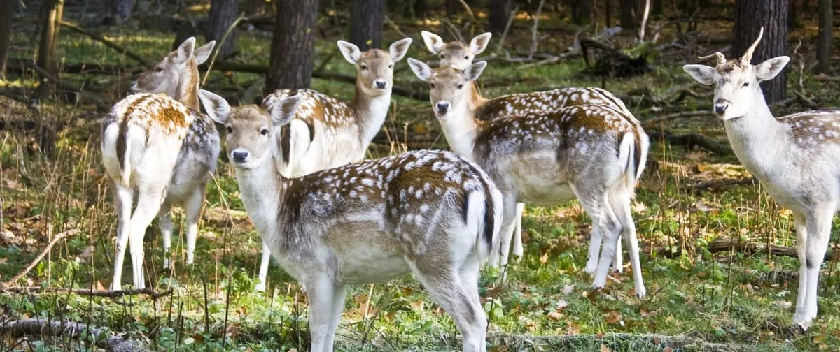 Wildbret stets gut durchgaren