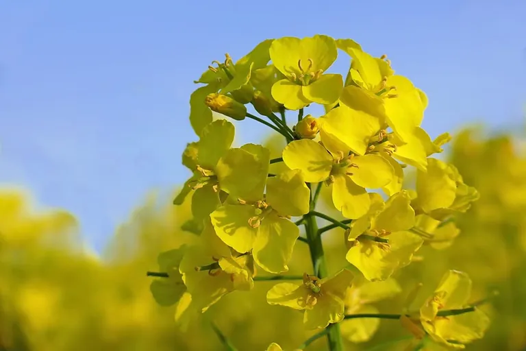 Hitliste der Speiseöle