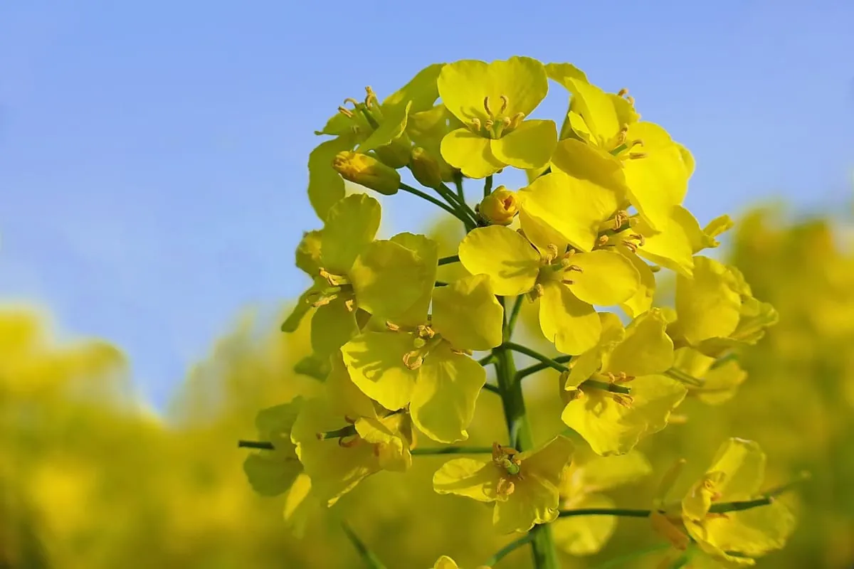 Hitliste der Speiseöle: Raps vor Sonnenblume und Olive
