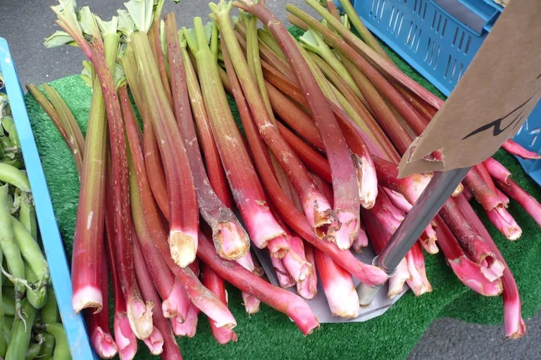 Fr&uuml;hlingsbote Rhabarber