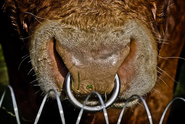 Leihbullen für Mutterkühe
