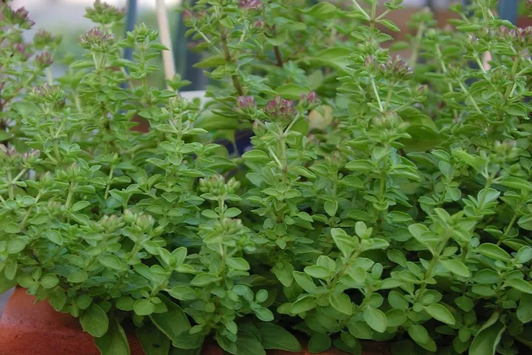 Nicht nur ein Wurstkraut