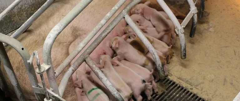 Ausstieg: Bet&auml;ubungslose Ferkelkastration