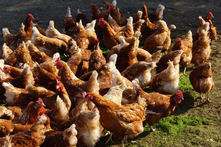 Legehennen: Große Unterschiede in den Haltungsformen