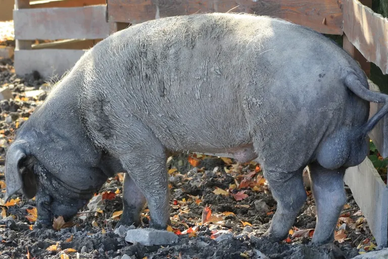 Mit Marinaden Ebergeruch überdecken