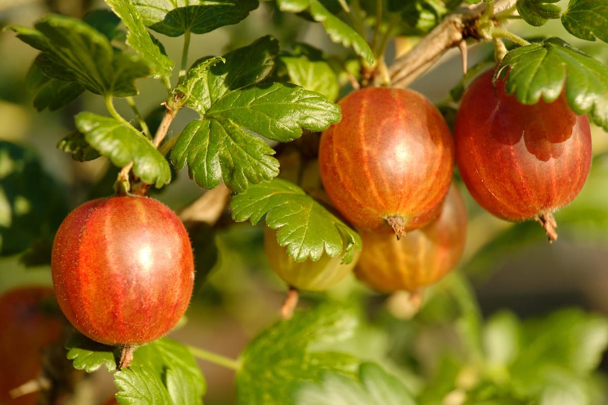 Kiwibeere: Die kleine Schwester der Kiwi