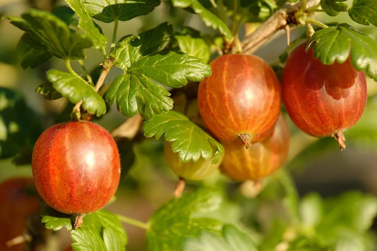 Kiwibeere: Die kleine Schwester der Kiwi