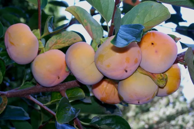 Auf die Sorte kommt es an