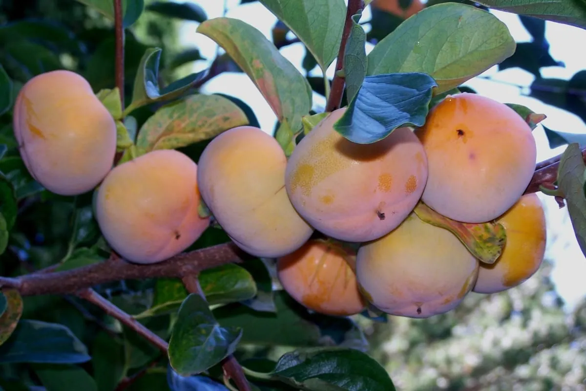 Persimone, Kaki, Sharonfrucht: Auf die Sorte kommt es an