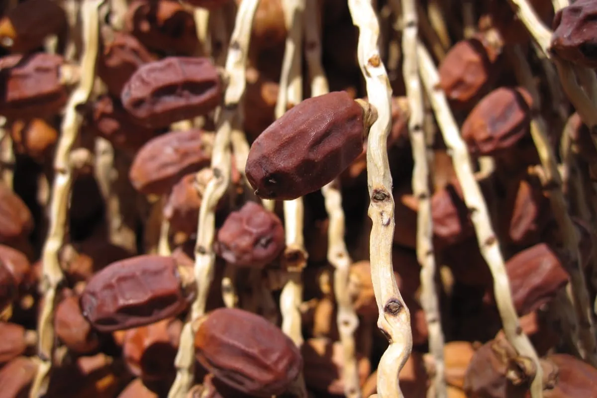 Tamarinde – die indische Dattel