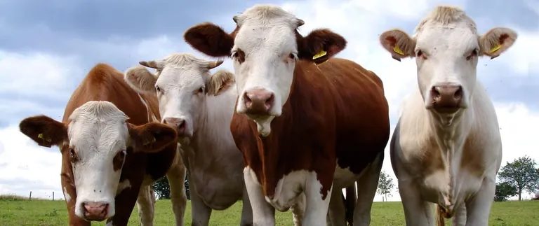 Herausforderungen f&uuml;r die Ern&auml;hrungswirtschaft