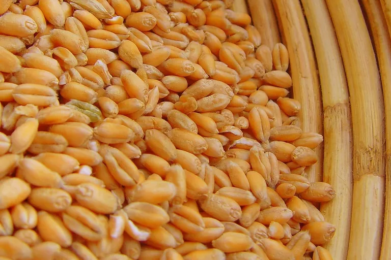 Zunehmender Selenmangel ist auch Folge des Klimawandels