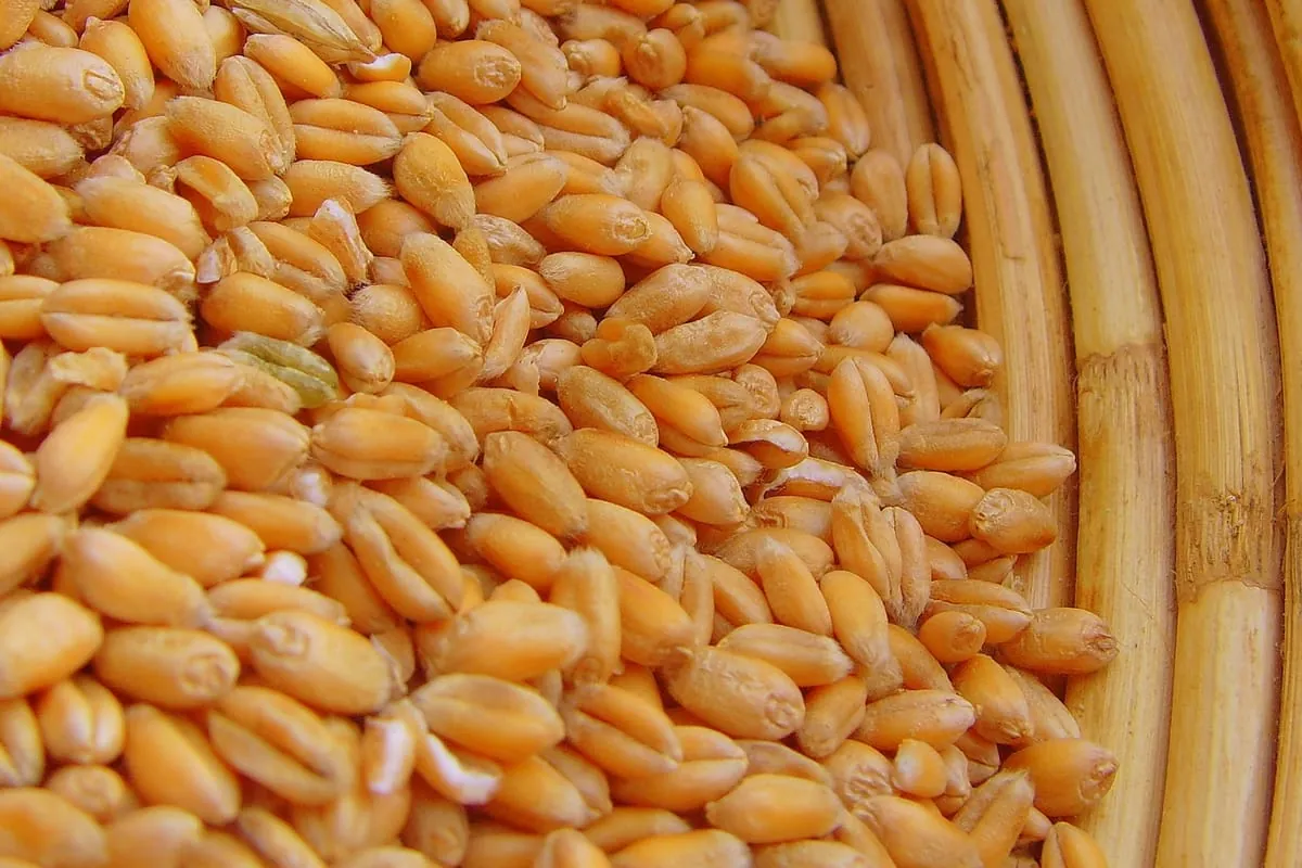 Zunehmender Selenmangel ist auch Folge des Klimawandels