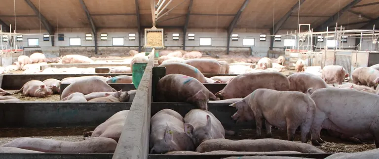 Schweineställe „label-fit“ machen