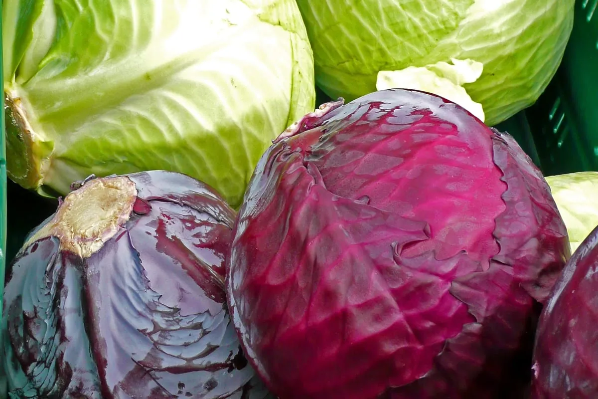 Kohl – Vielseitig und vitaminreich