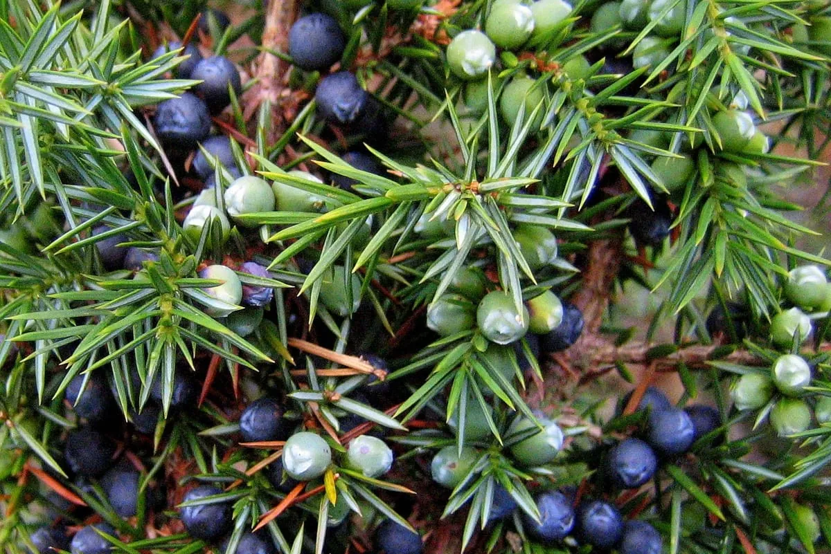 Wildfleisch: Lorbeer, Wacholder und Gewürznelken steigern das Aroma