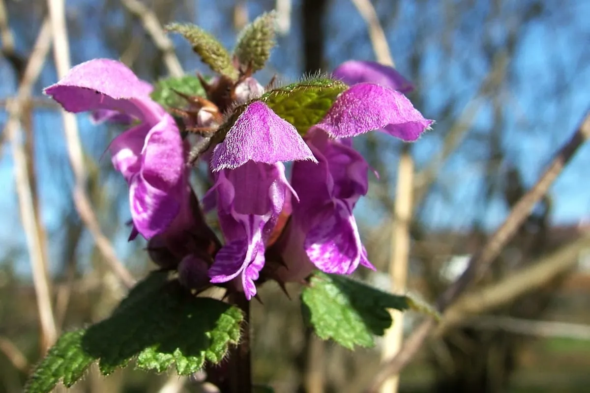 Wildkräuter: Der aromatische Gundermann