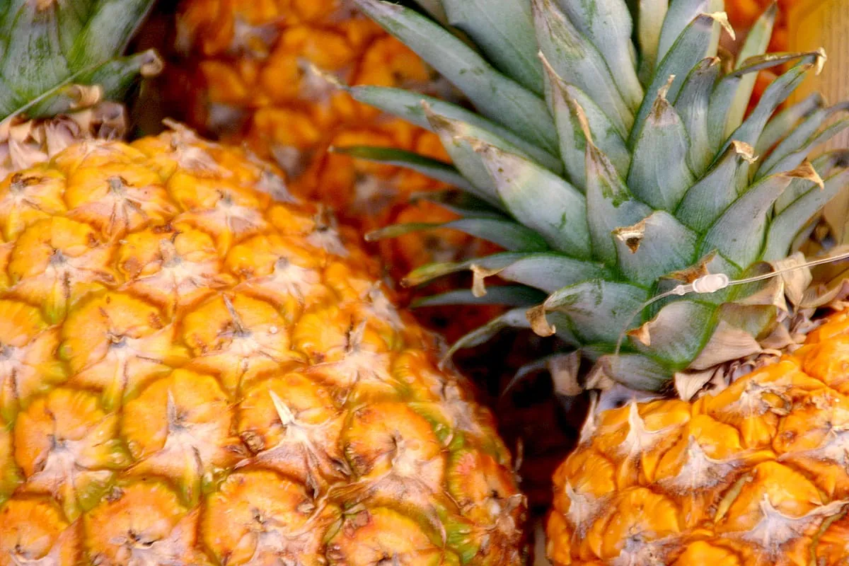 Ananas – mehr als eine Beere